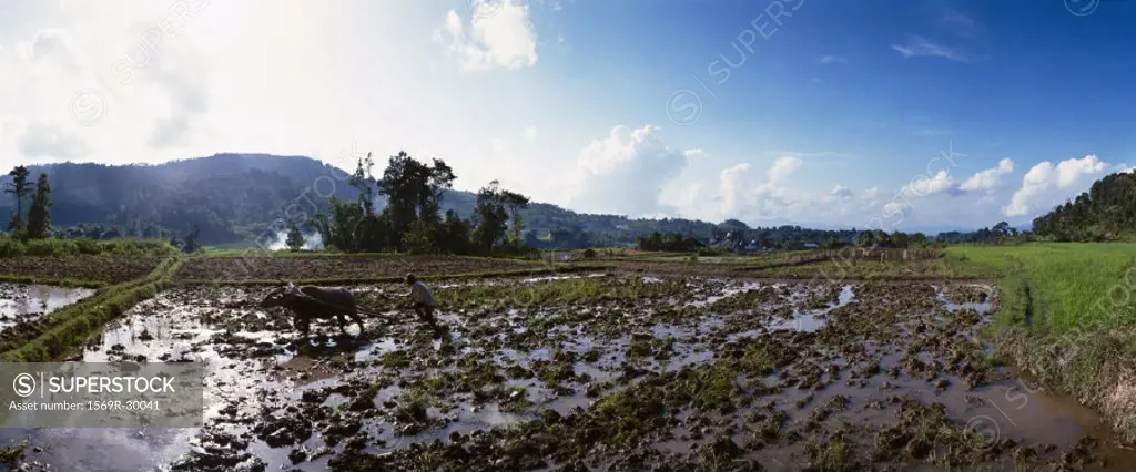 Indonesia, Bali, man harvesting rice paddy with ox