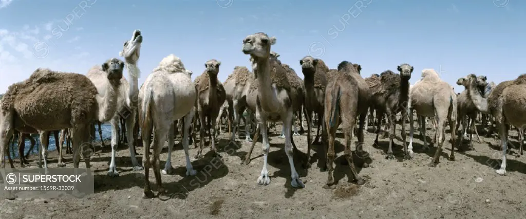 Tunisia, herd of camels, panoramic view