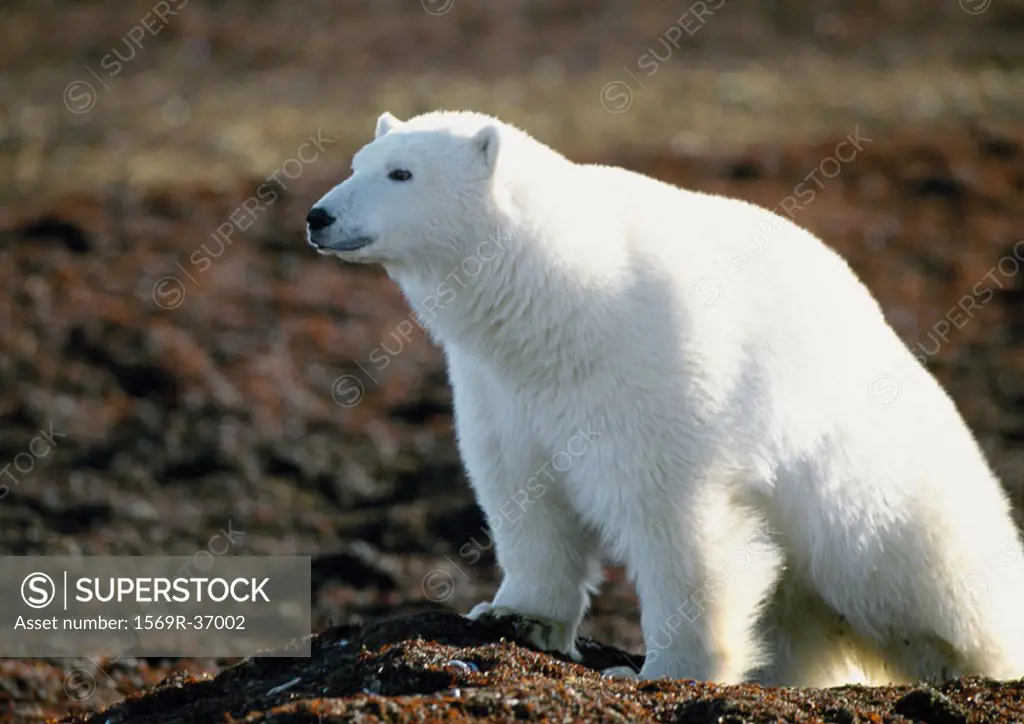 Canada, polar bear
