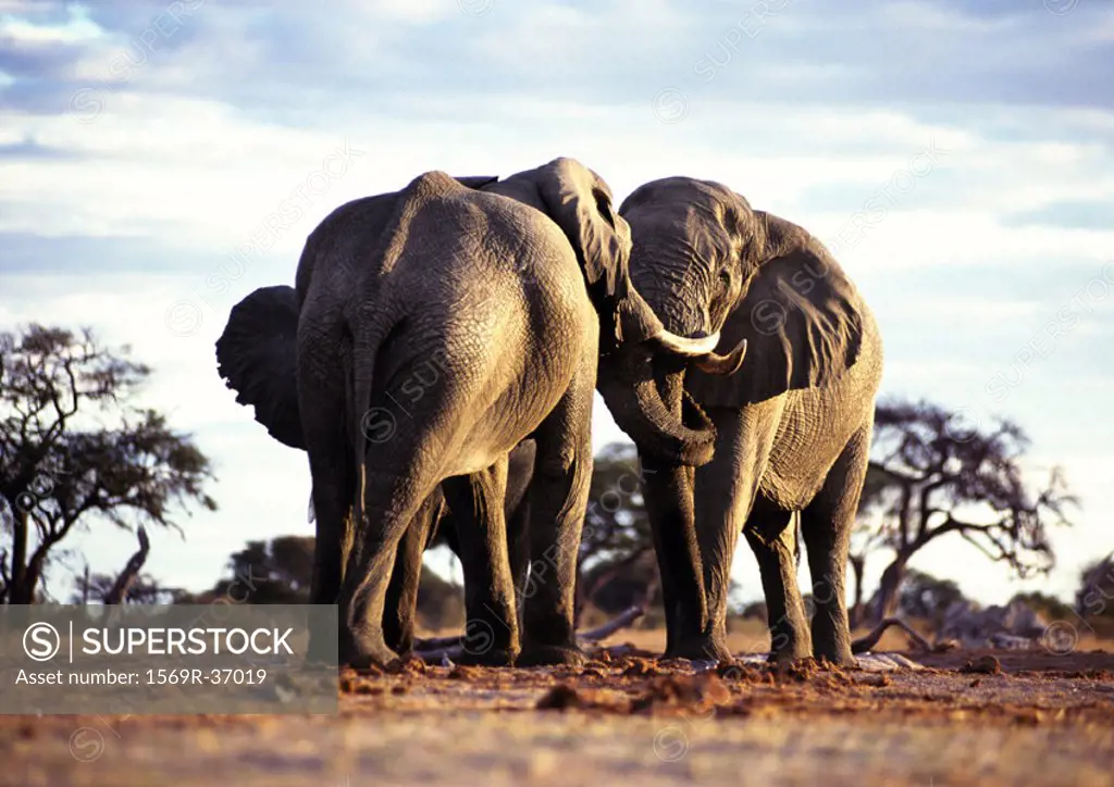 Africa, Botswana, two elephants face to face