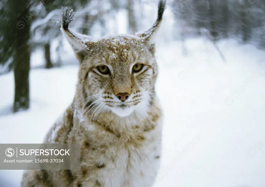 Europe, Germany, lynx, snow-covered forest in background