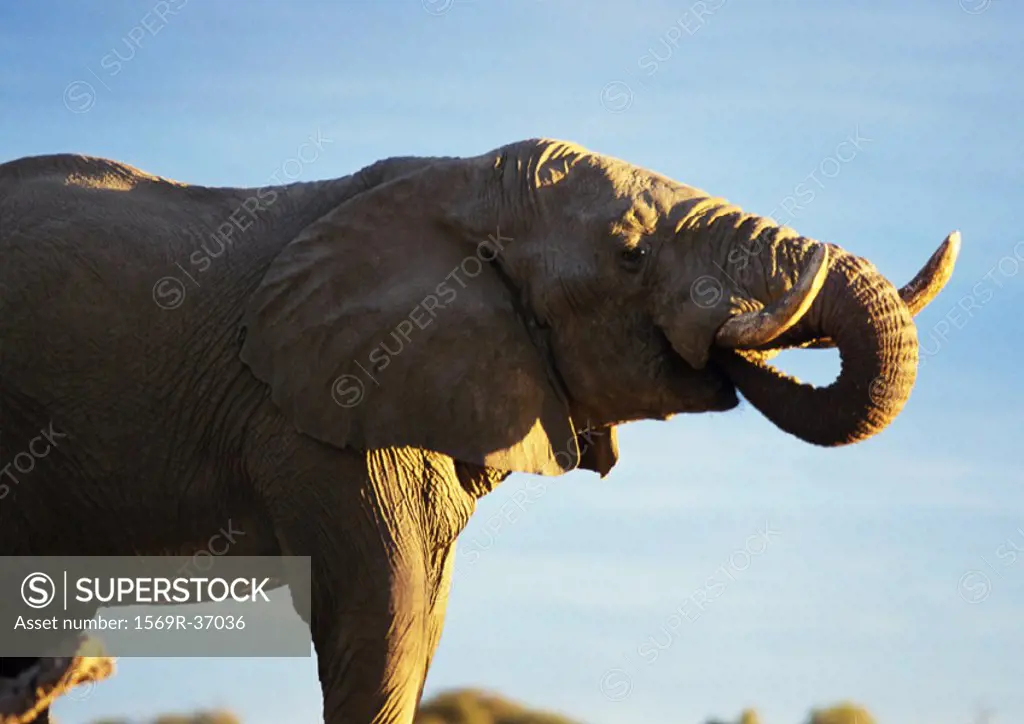 Africa, Botswana, elephant with trunk in mouth, side view
