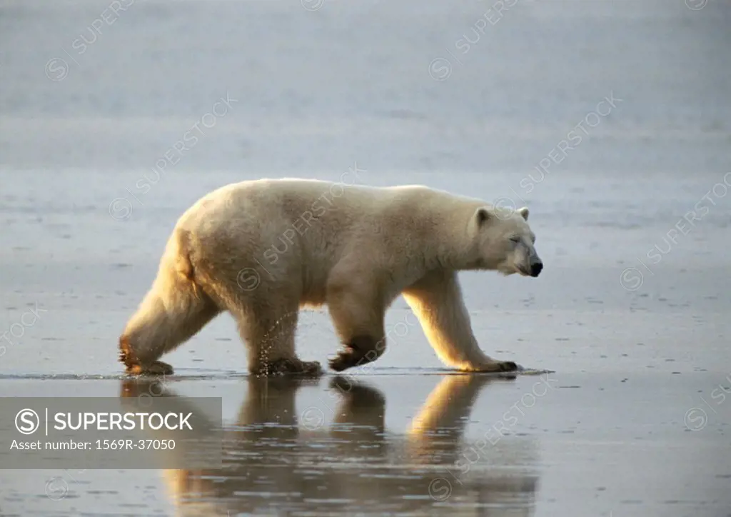 Canada, polar bear walking