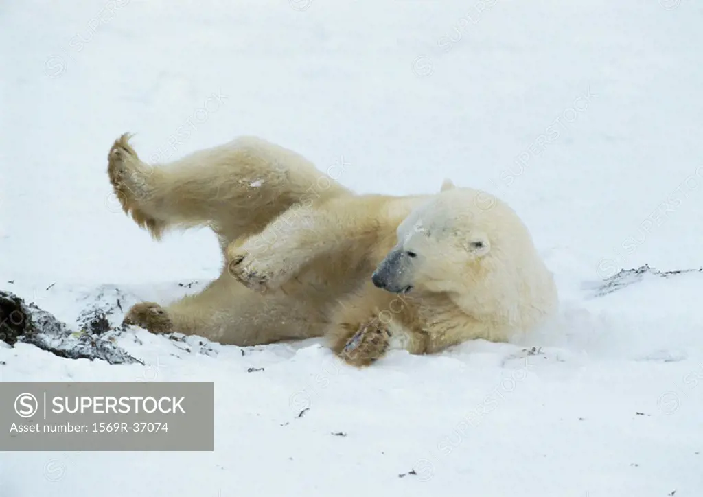 Canada, polar bear lying on side with leg up