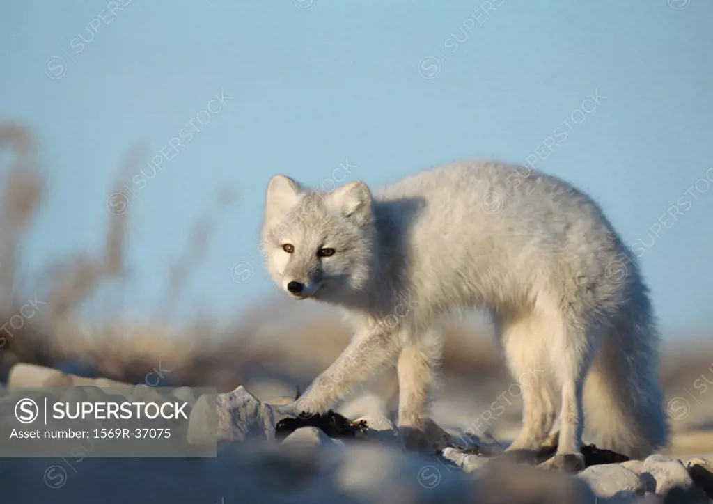 Canada, arctic fox