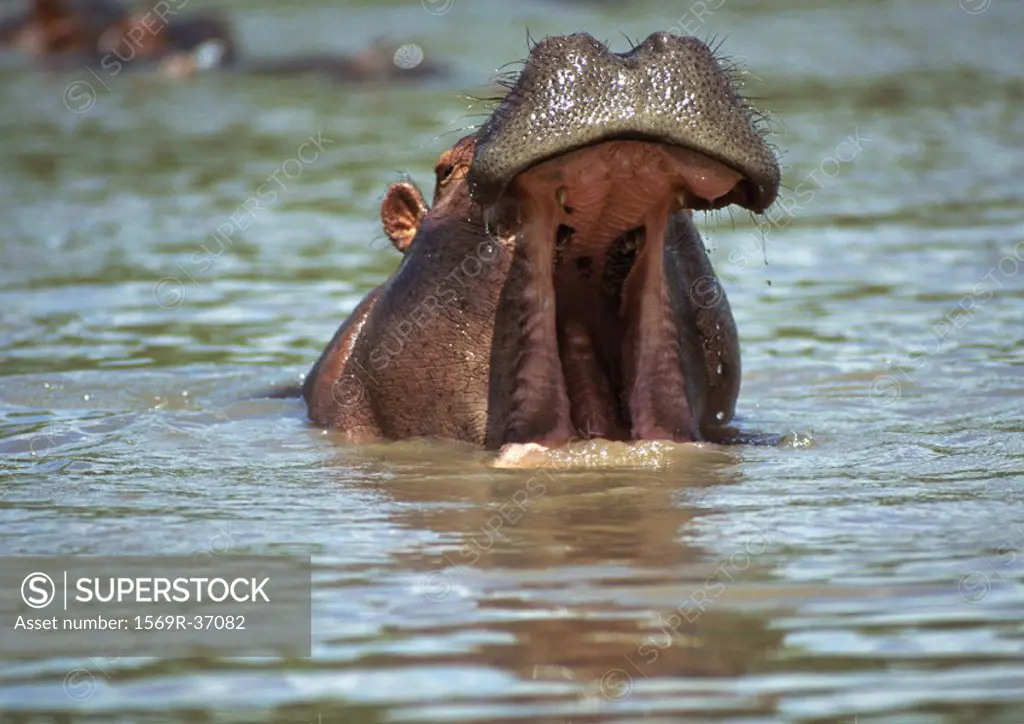 Africa, Kenya, hippopotamus in water, mouth open