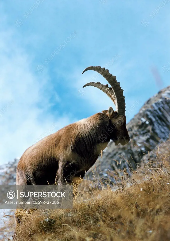 Europe, Italy, ibex on mountainside
