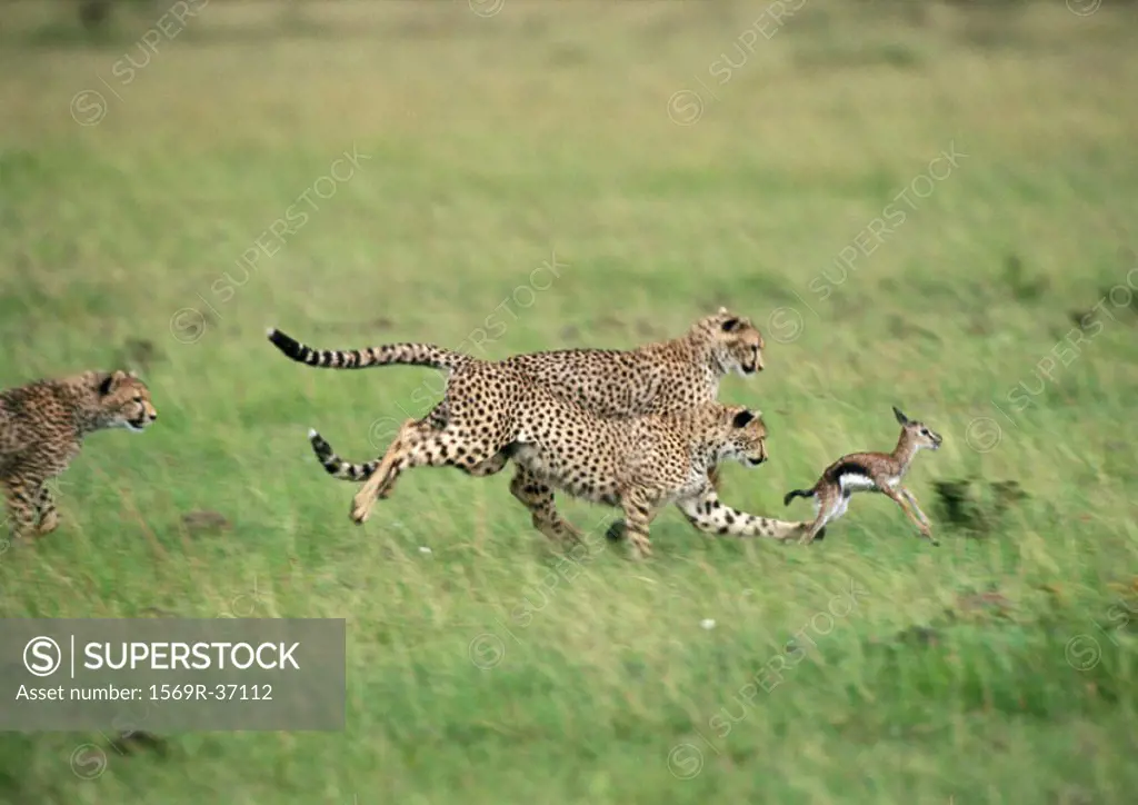 Africa, Tanzania, three cheetahs pursuing baby gazelle