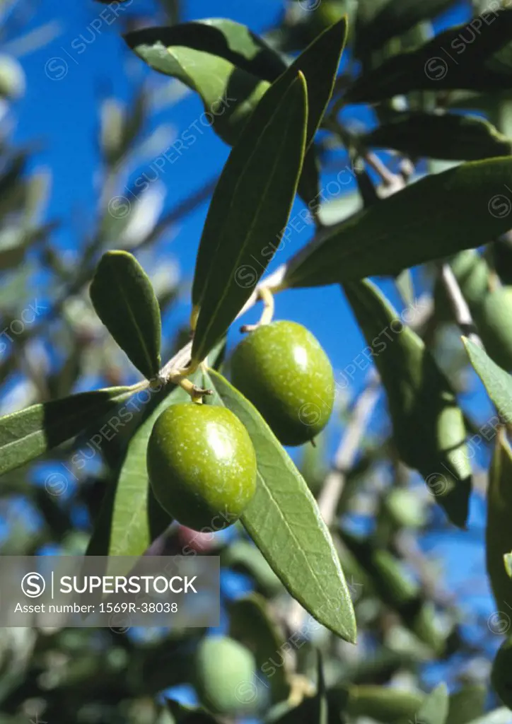 Olive trees, close up on green olives and leaves, branches and blue sky in background