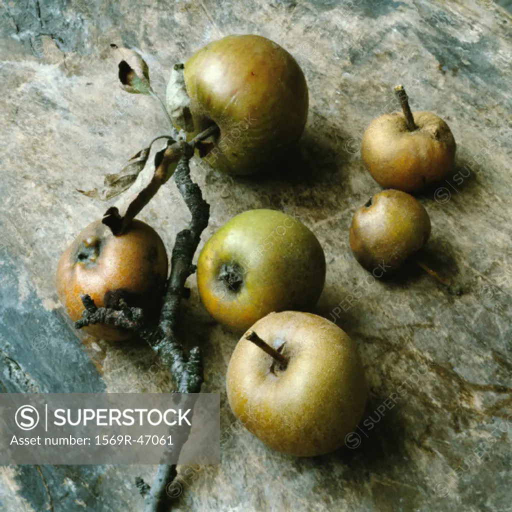 Apples with stems and branch, close-up