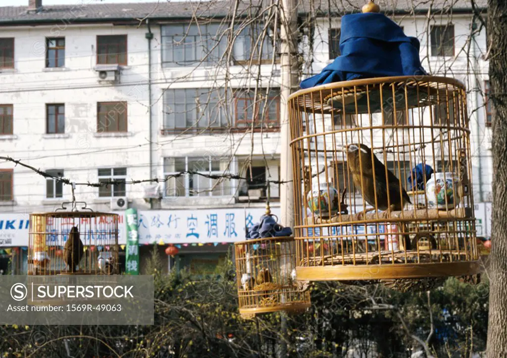 China, Beijing, caged birds in street