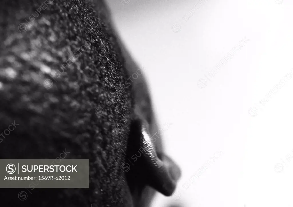 Man´s ear, close up, view from behind, black and white