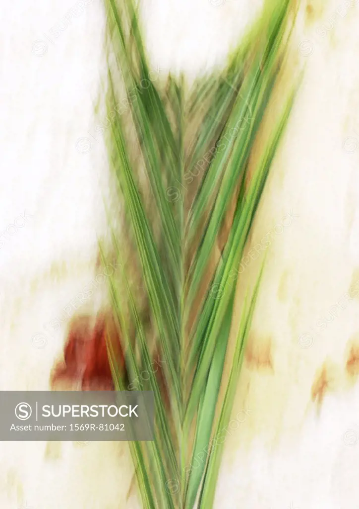Close up of palm leaf, blurred