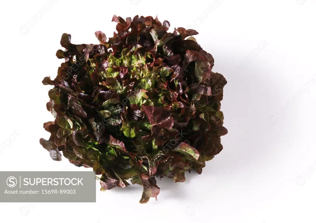 Head of red leaf lettuce, top view, close-up