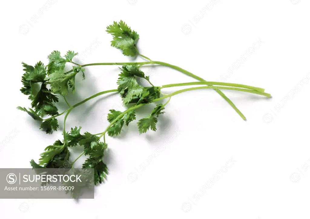Stems of cilantro, full length