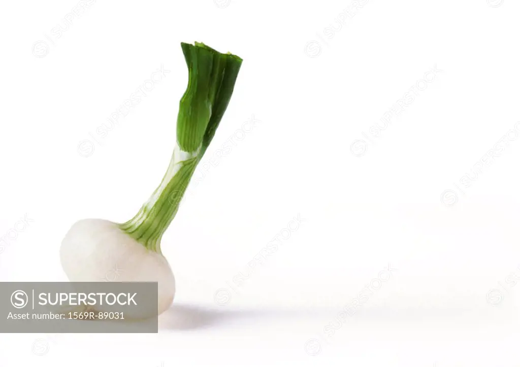 Spring onion, close-up