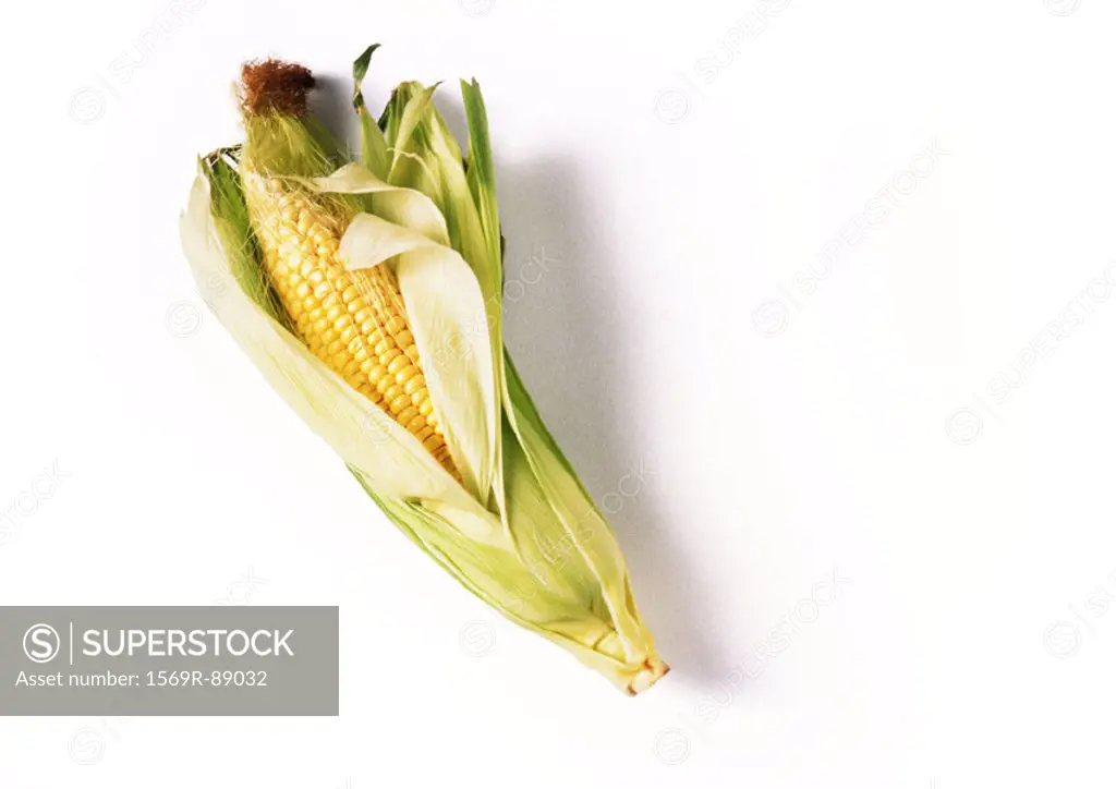 Ear of corn in husk, full length