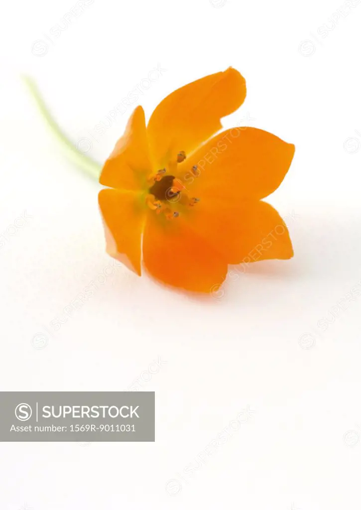 Orange chinkerinchee ornithogalum dubium