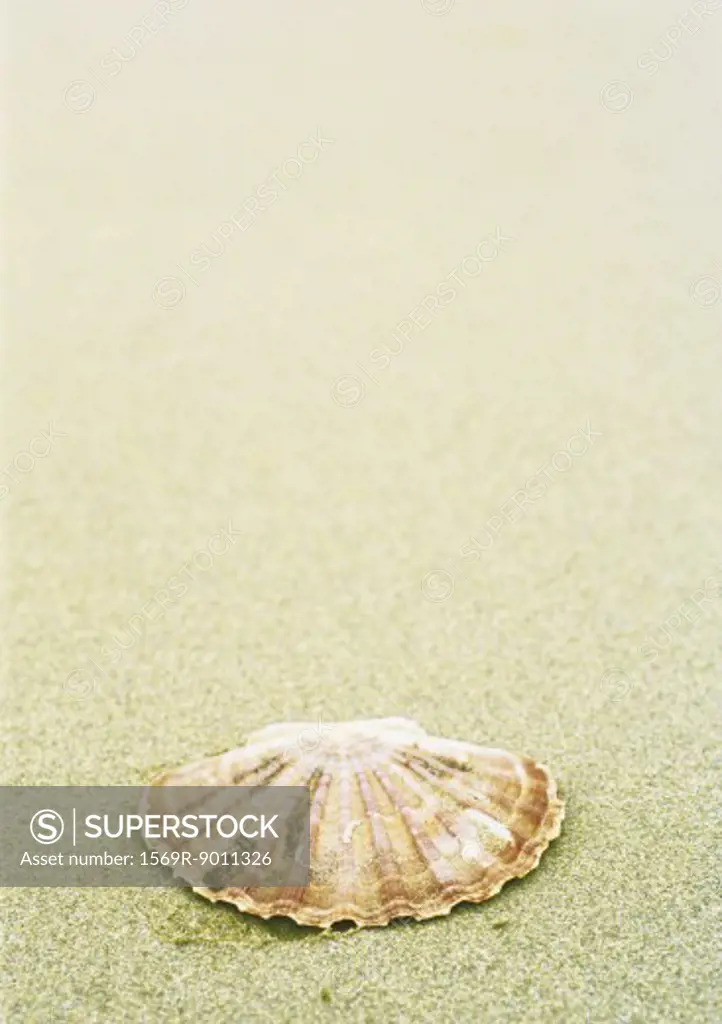 Scallop shell on beach