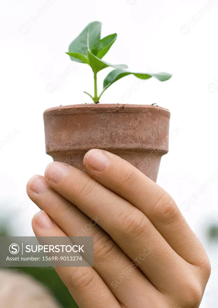 Hand holding potted seedling