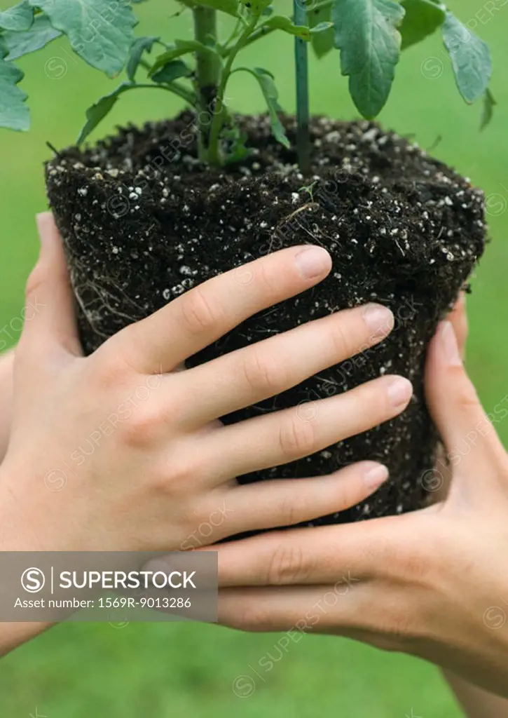 Hands holding unpotted plant