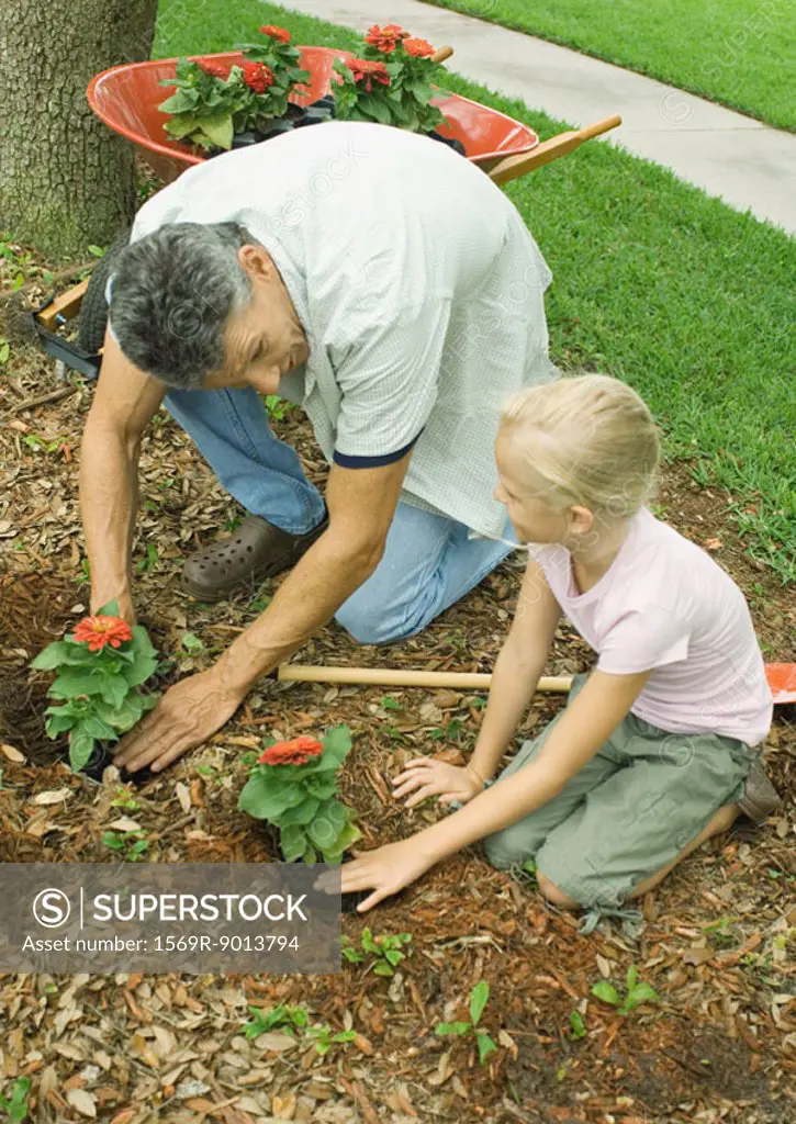 Man and girl planting flowers in yard together
