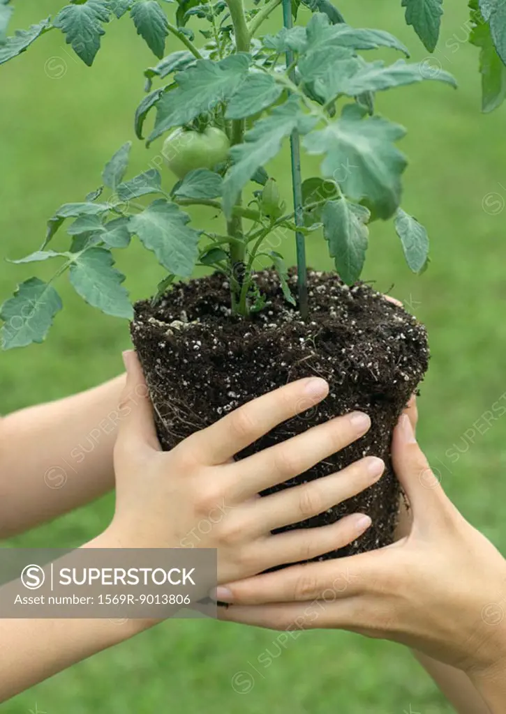 Hands holding unpotted tomato plant