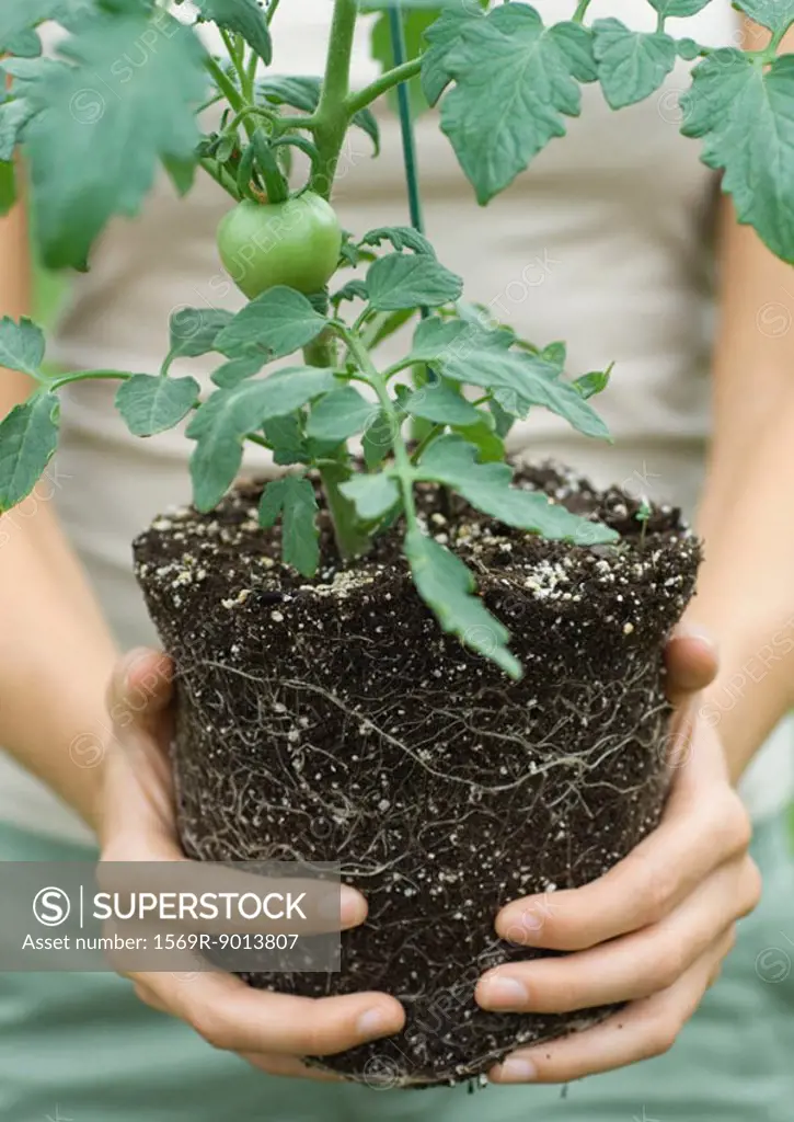 Person holding unpotted tomato plant