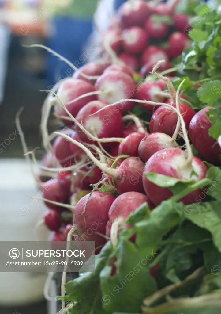 Bunches of radishes