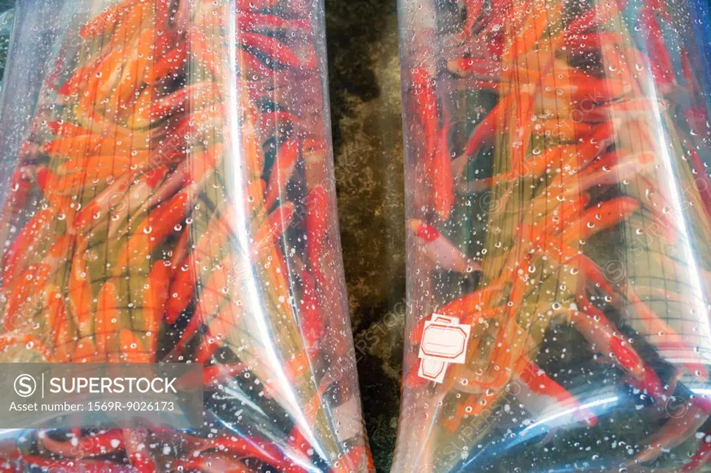 Goldfish in plastic bags