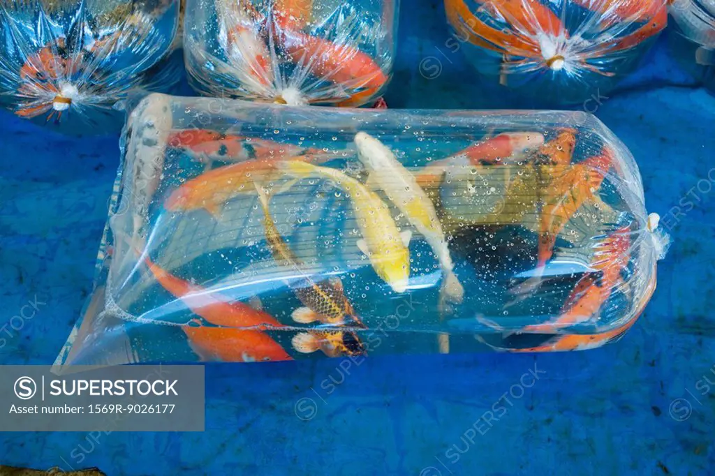Koi carp in plastic bags