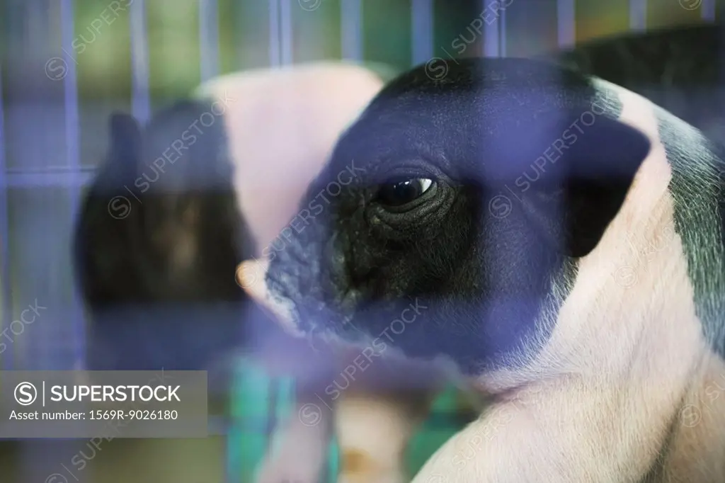 Pigs in cage