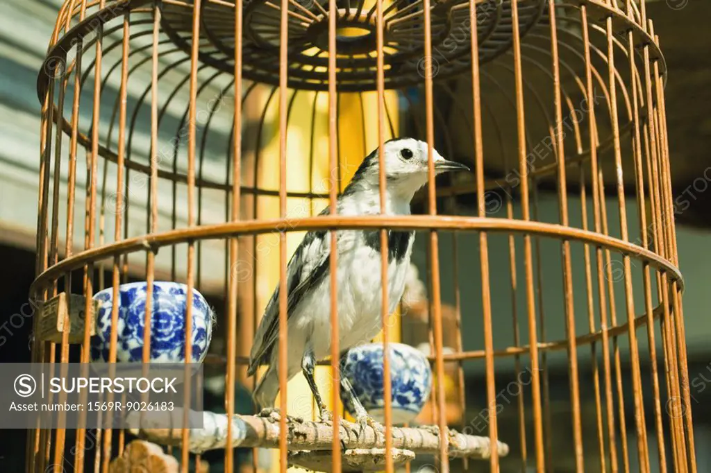 Bird in birdcage