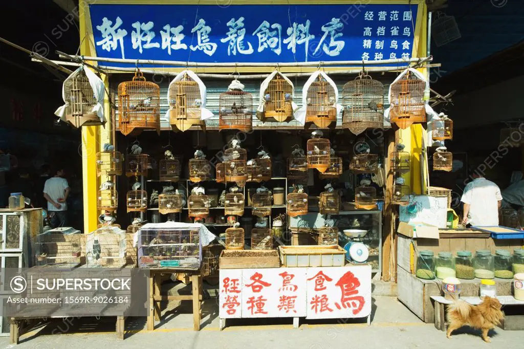 Birds and birdcages for sale