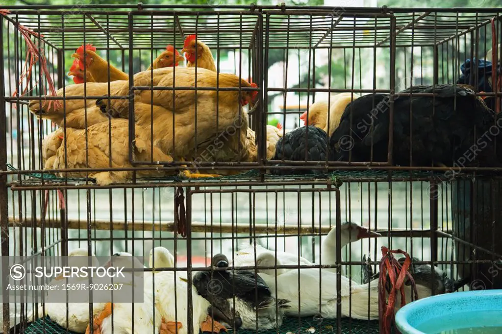 Poultry in cages