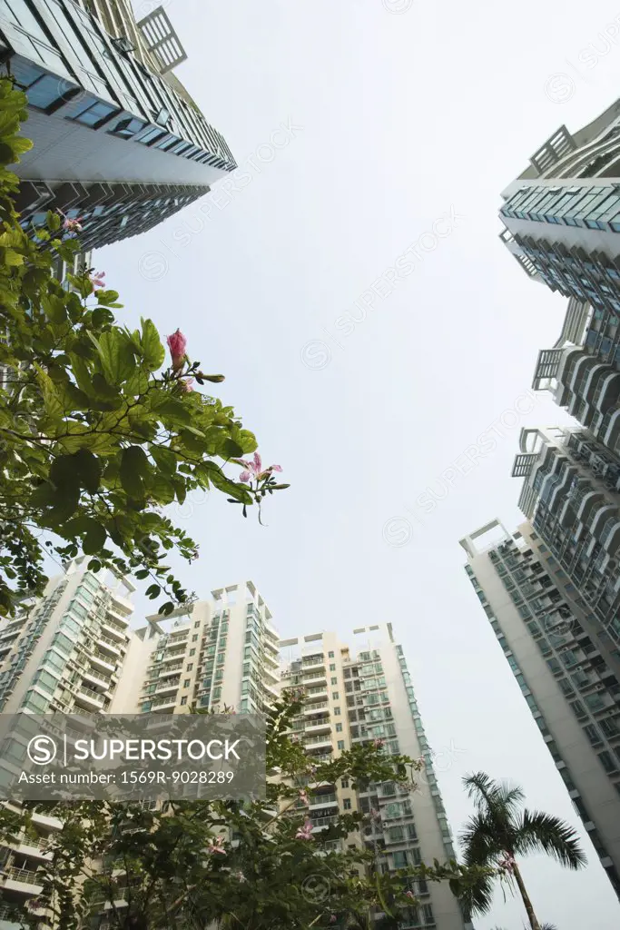 China, Guangdong Province, Guangzhou, high rises and trees in blossom, low angle view