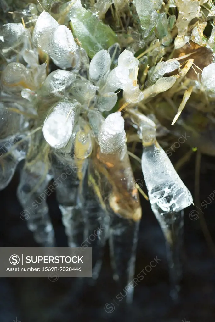 Frozen vegetation, close-up