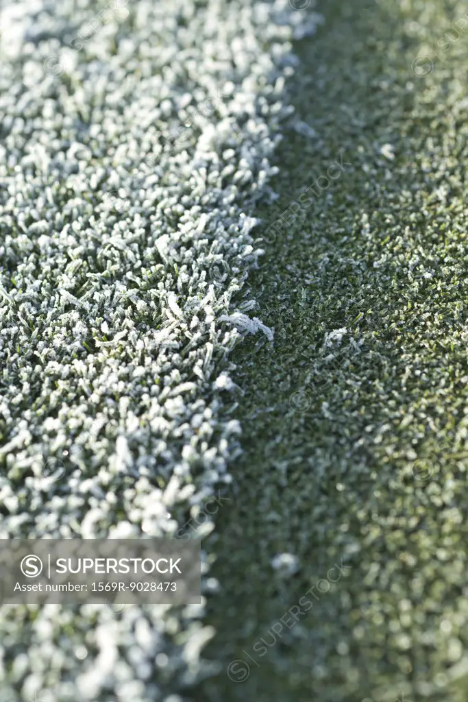 Frost-covered grass