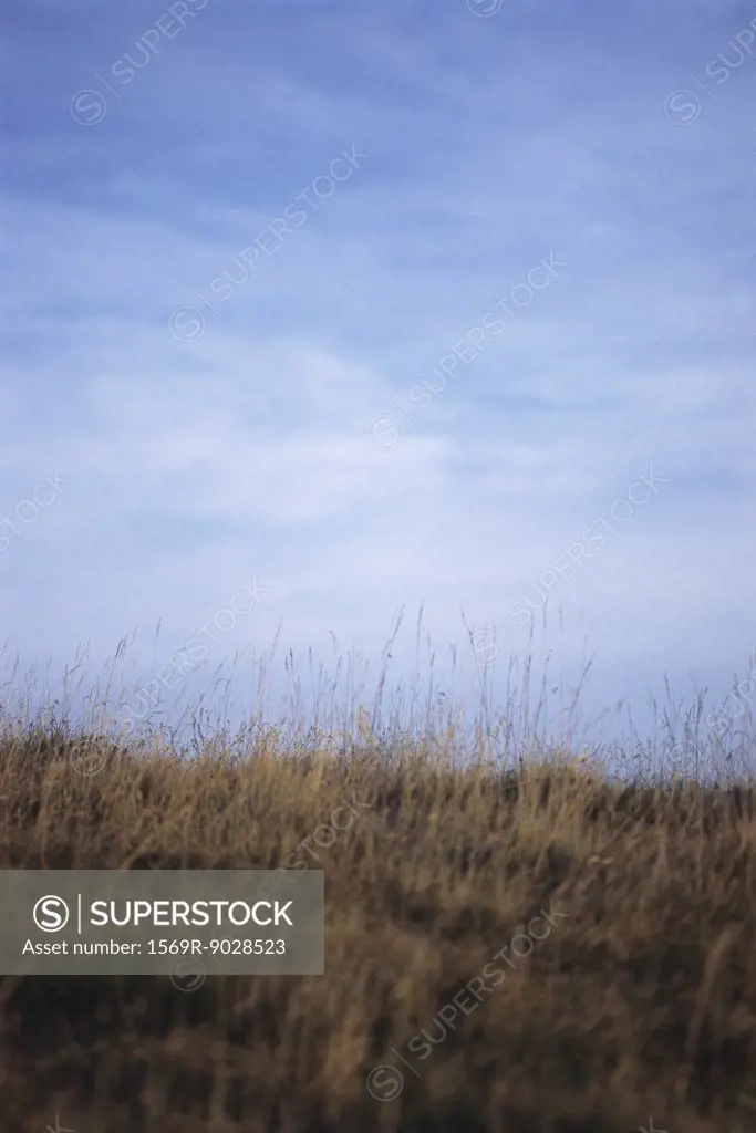 Tall dry grass on hillside, low angle view