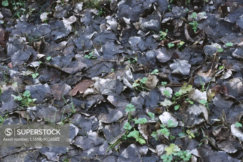 Wet dead leaves on ground