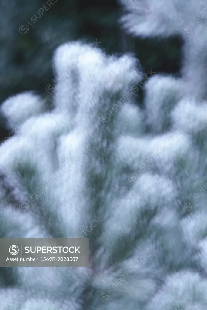 Snow-covered fir tree, close-up