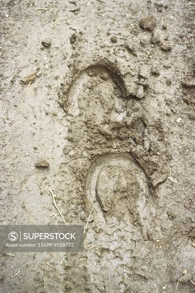 Horseshoe prints in mud