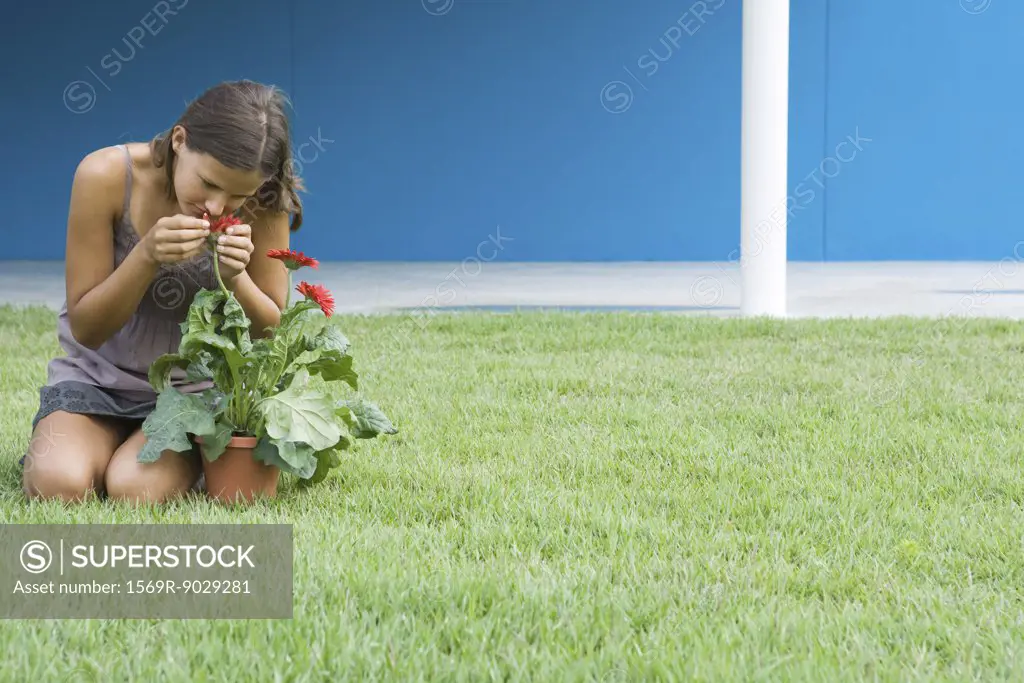 Young woman smelling gerbera daisy, kneeling on grass, full length