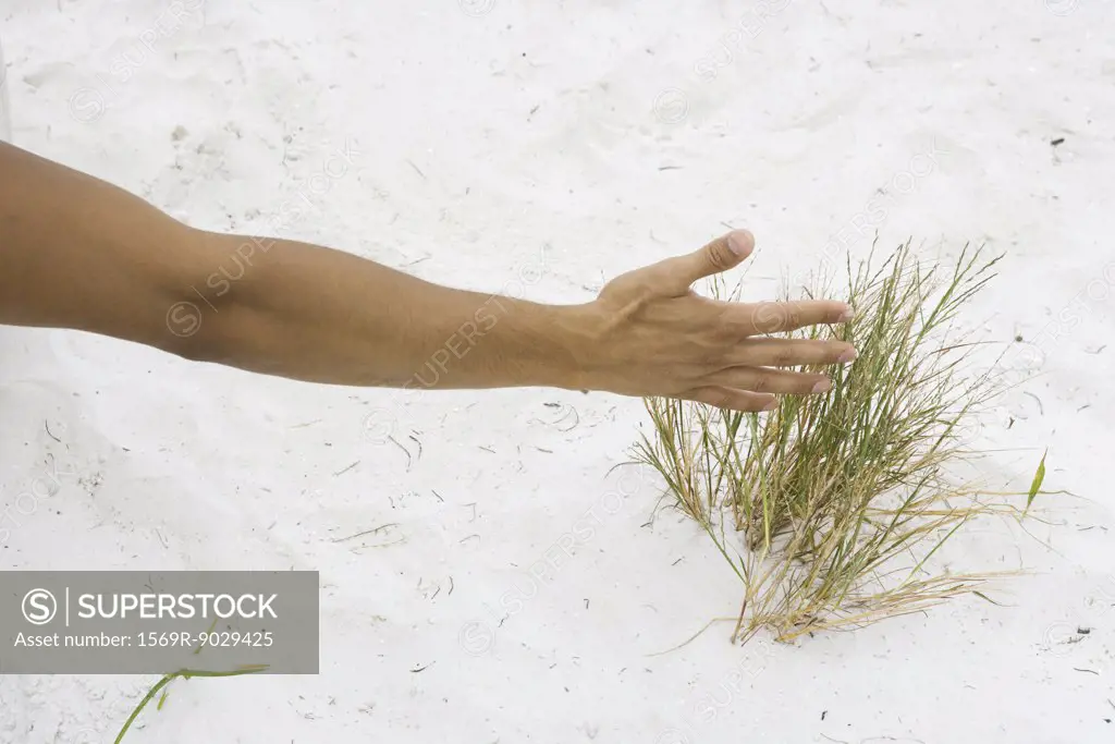 Man touching dune grass, cropped view of arm