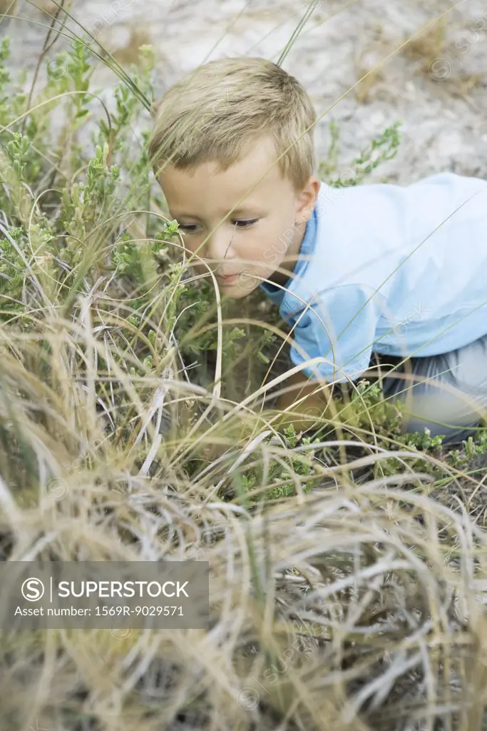 Young boy crouching in tall grass, holding blade of grass in mouth, high angle view