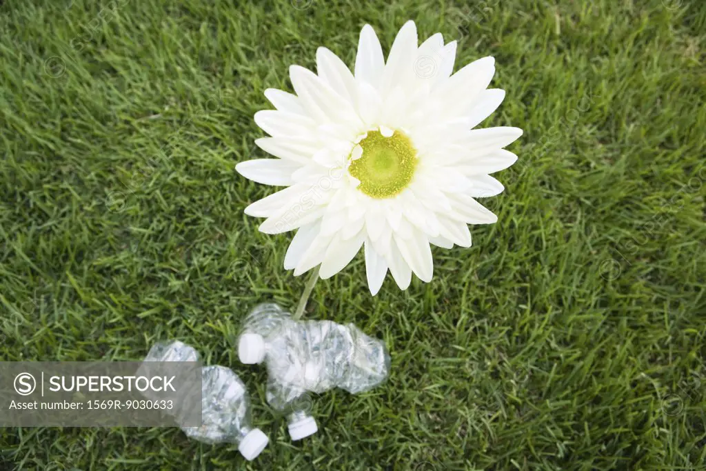 Flower growing next to discarded water bottles, high angle view