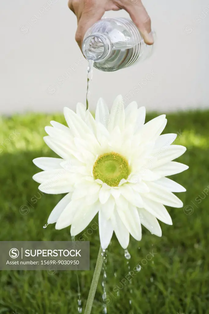 Person watering daisy with water bottle, cropped view
