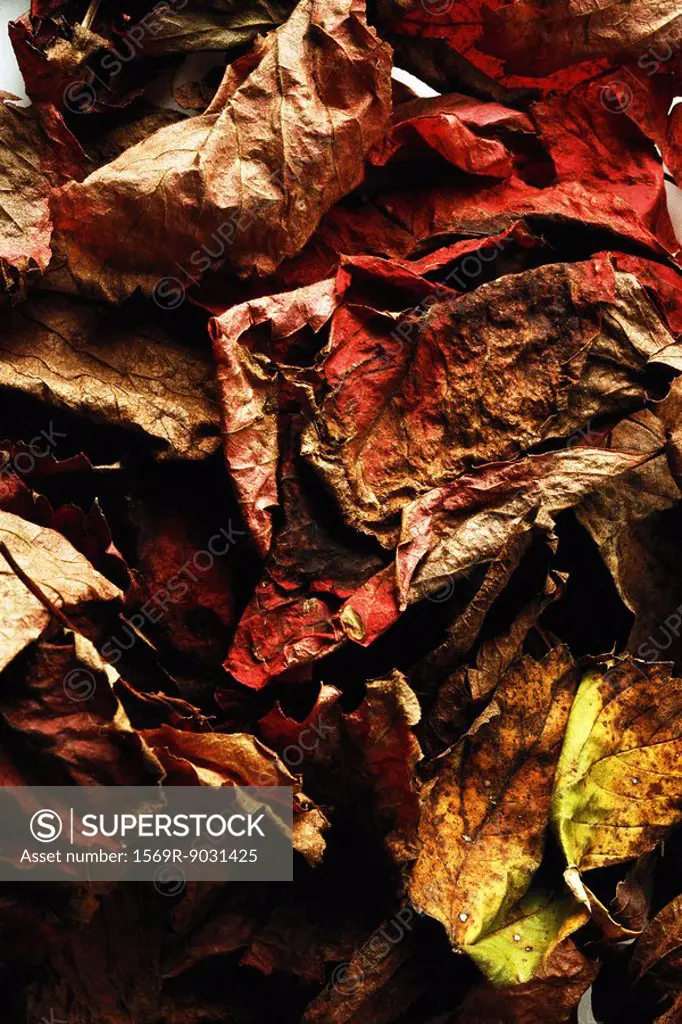 Dried autumn leaves, close-up, full frame