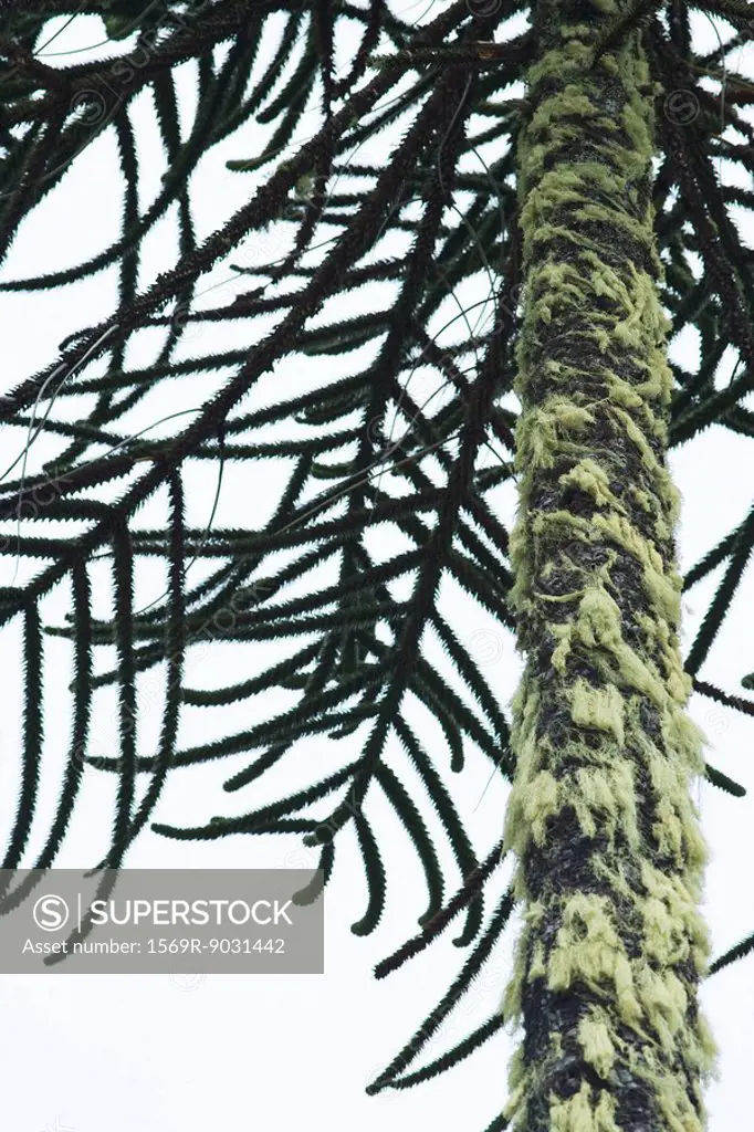 Spanish moss growing on tree trunk