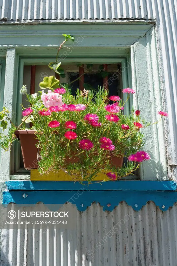 Flowers growing in window box, low angle view